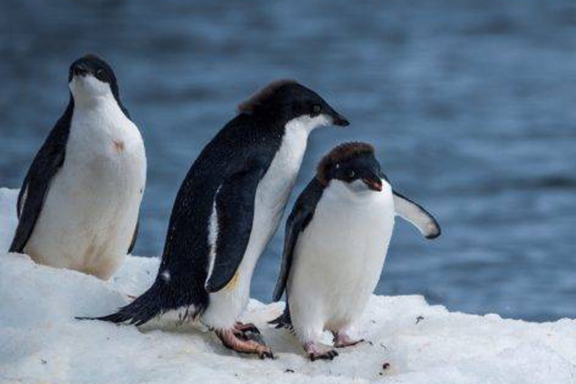 एम्परर पेंग्विन्स तब्बल ८०० फूट खोलीपर्यंत किंवा एखाद्या ७०-८० मजली उंच इमारतीएवढी खोल बुडी पाण्यामध्ये मारू शकतात.