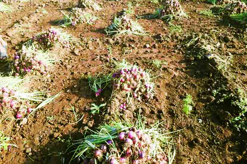 पावसामुळे शेतीमाल मातीमोल, कांदा, द्राक्षांचे नुकसान