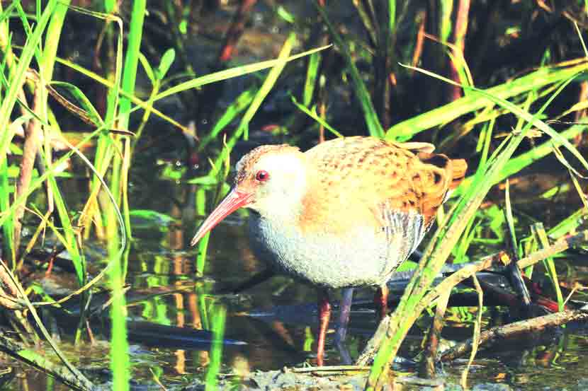 Water Rail bird