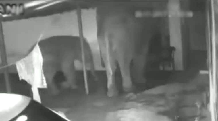 Video : हत्ती घरात शिरला आणि…