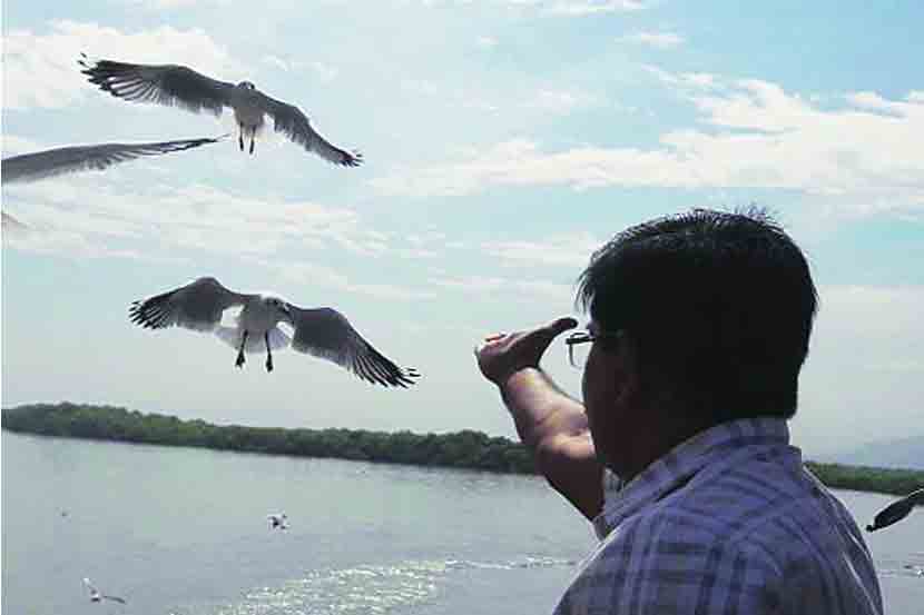 रेवस, मुंबई, मांडवा जलमार्गावर सीगल पक्ष्यांचा वावर 