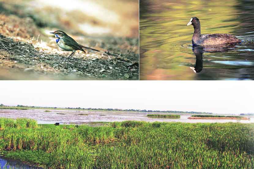 Nandur Madhmeshwar Bird Sanctuary Nashik