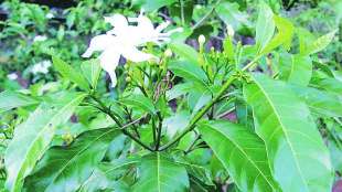 Crape Jasmine flower