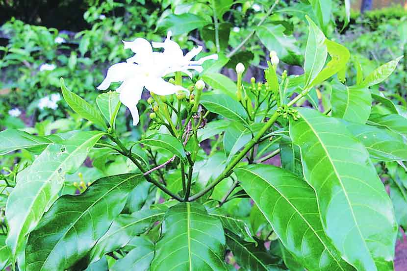 Crape Jasmine flower