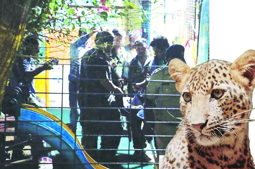 Leopard spotted in school