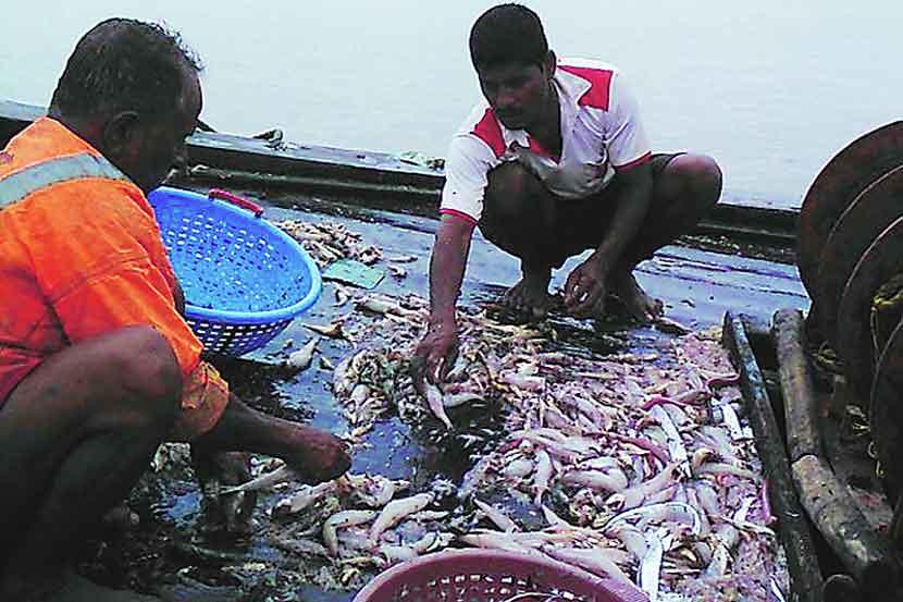 fish supply decrease