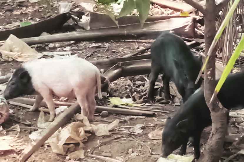 Illegal Pig Farming