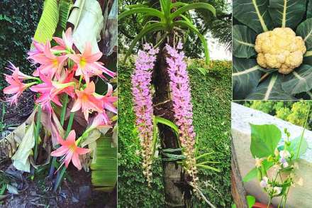 balcony garden, Mogra in balcony,