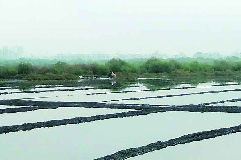 Salt production
