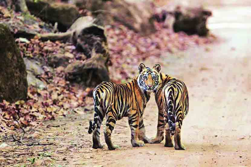 गॅलऱ्यांचा फेरा : नव्या वर्षांतली रेलचेल!