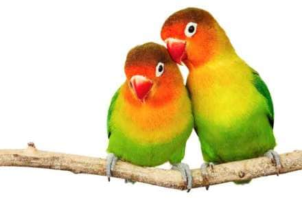 love bird