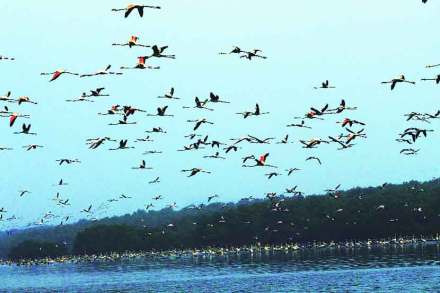 flamingoes