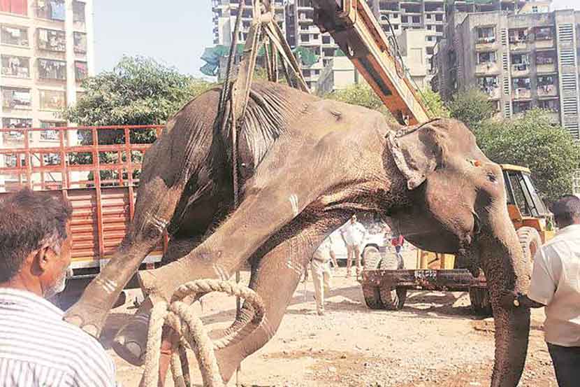elephant Lakshmi death