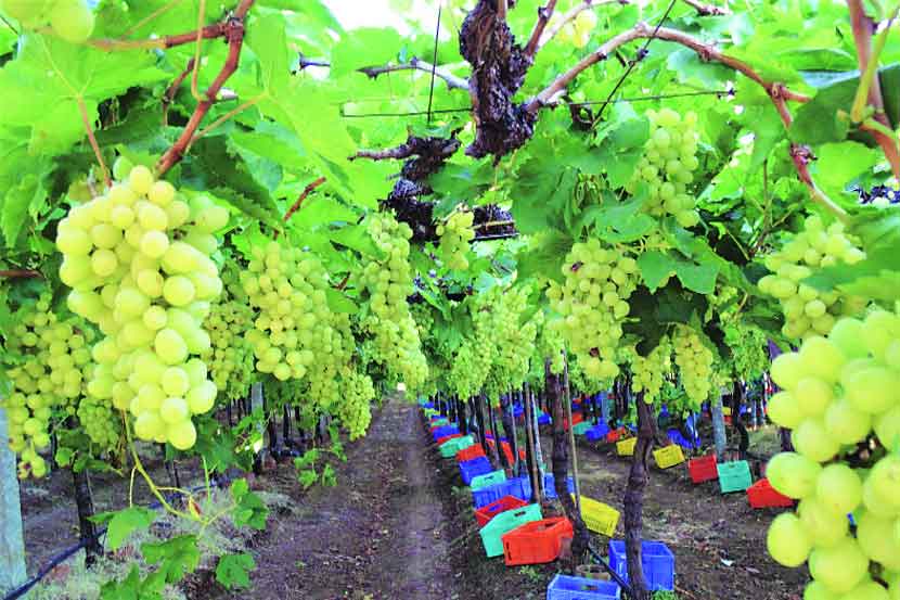 द्राक्षबाग सांभाळण्यासाठी परराज्यातले मजूर