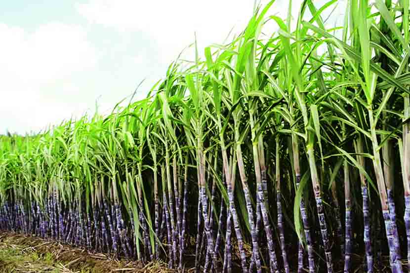 sugarcane