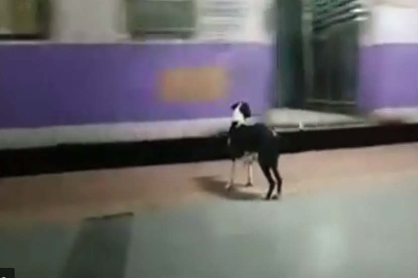 Viral Video : मध्य रेल्वेच्या कंजुरमार्ग स्थानकावर ‘ती’ नियमीत वाट पाहतेय आपल्या मालकिणीची