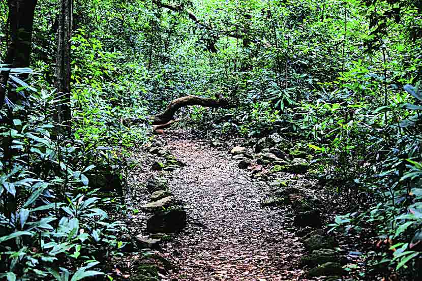 राज्यात वनक्षेत्रात वाढ नाहीच!