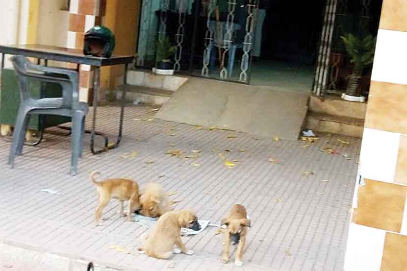 कुत्र्याची पिले अंगणात खेळताना