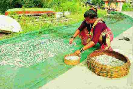 संकटांना बाजूला सारून कोळी महिलांचा जगण्यासाठीचा लढा