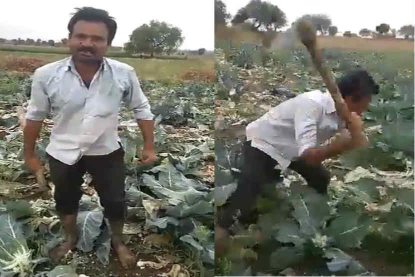 jalna, farmer, destroy, tomato, cauliflower, pahegao, pahegao, fall in price