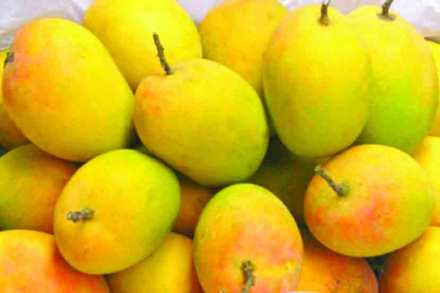 Alphonso mangoes