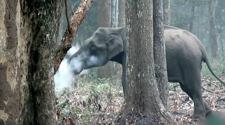 Viral Video : हत्तीला स्मोकिंग करताना पाहीलंय?