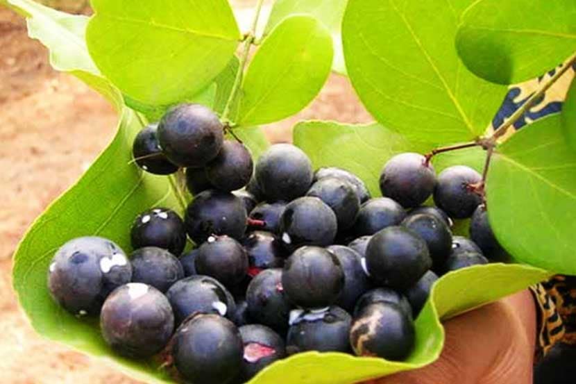 करवंदामुळे शरीराची रोगप्रतिकारक शक्तीदेखील वाढते.

