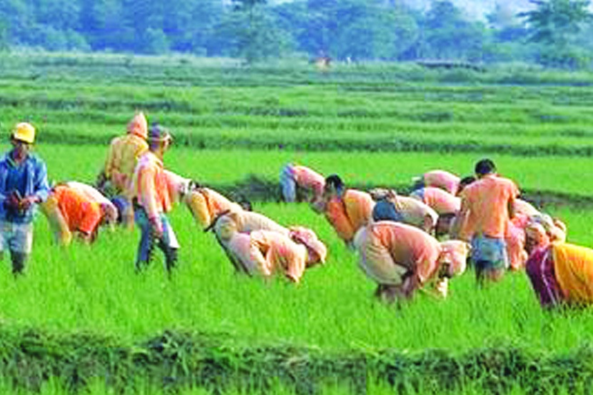 यंदा तरी पीककर्ज वितरण व्यवस्थित?