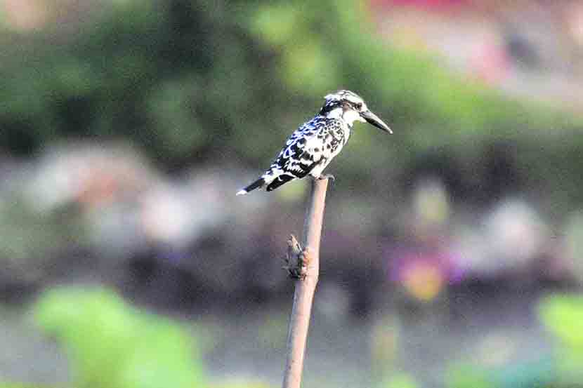 स्थानिक पक्षी वडवली तलावाच्या आश्रयाला