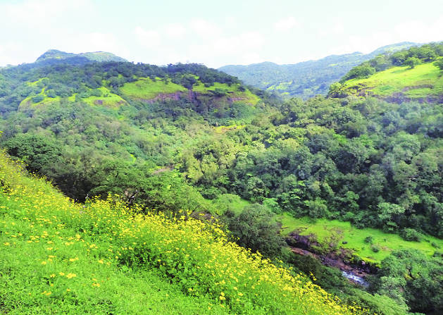 एक्स सिटू विकासाला परवानगी म्हणजे ज्यावर बंदी आहे, अशा गोष्टी तुम्ही जंगलाबाहेर उजळपणे करू शकता, त्याचा व्यावसायिक वापरही केला जाऊ शकतो.