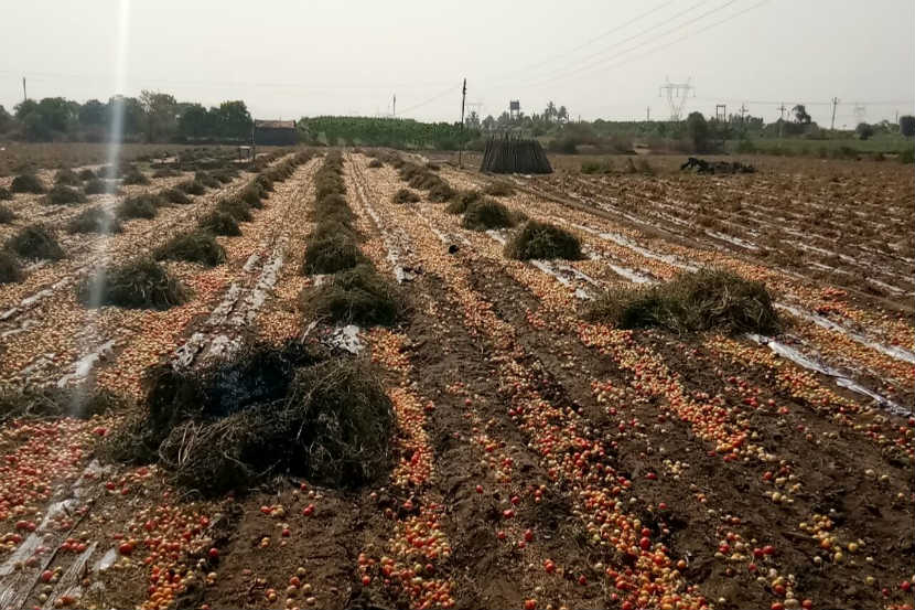 धक्कादायक! टोमॅटोला भाव नसल्याने शेतकऱ्याने चारशे टन टोमॅटो शेतात दिले फेकून