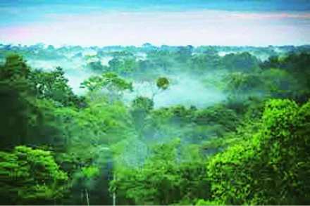 forest plan in vasai virar,