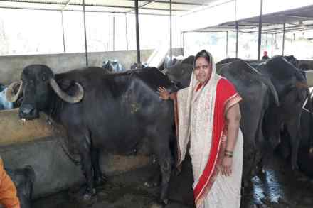 मुलांच्या आहारात दूधाचा सामावेश व्हावा म्हणून विमलताईंनी २००२ साली एक म्हैस घेतली होती. पुढे यातूनच त्यांनी दुग्धव्यवसायाला सुरूवात केली. 