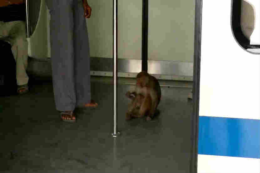 दिल्लीच्या मेट्रोतून चक्क माकडानेही केली सफर