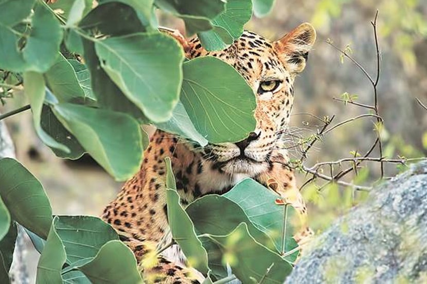 Leopard attack