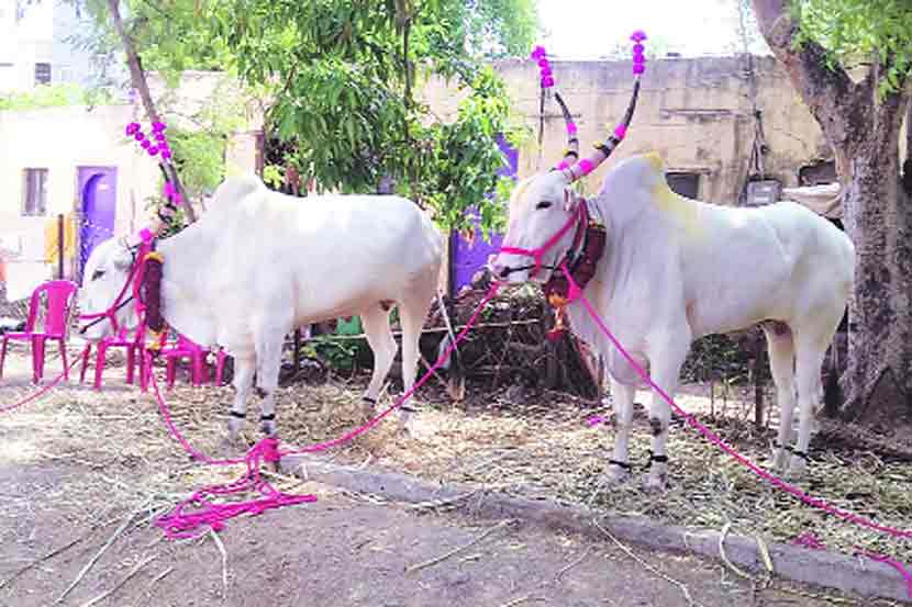 माउलींचा पालखी रथ वाहणारे सर्जा-राजा
