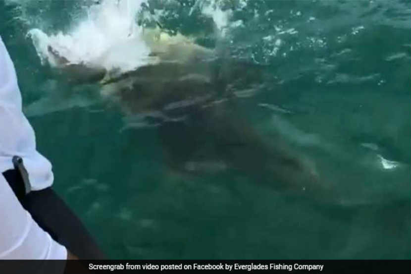 Video : …आणि महाकाय माशाने चक्क शार्कलाच गिळले