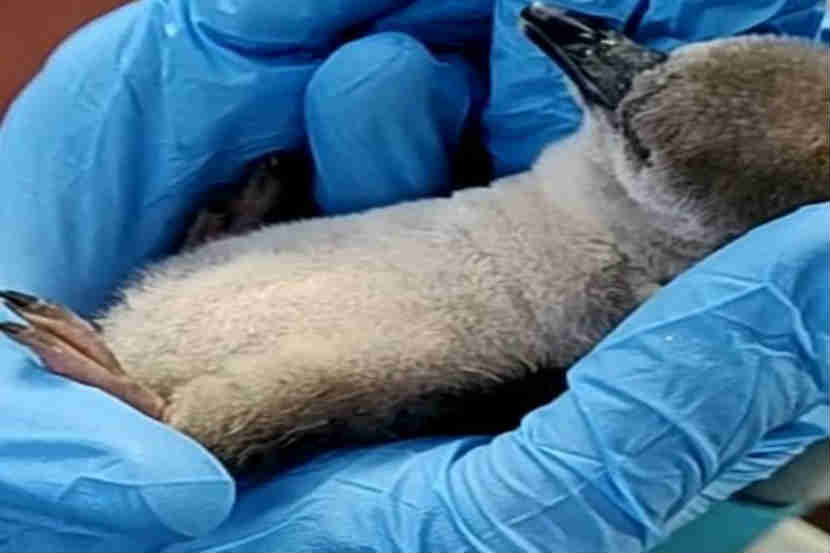 मुंबईत जन्माला आलेल्या पहिल्यावहिल्या पेंग्विनचा मृत्यू