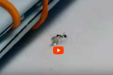 Video : एवढ्याश्या मुंगीनं पळवला हिरा, मजेशीर व्हिडिओ व्हायरल