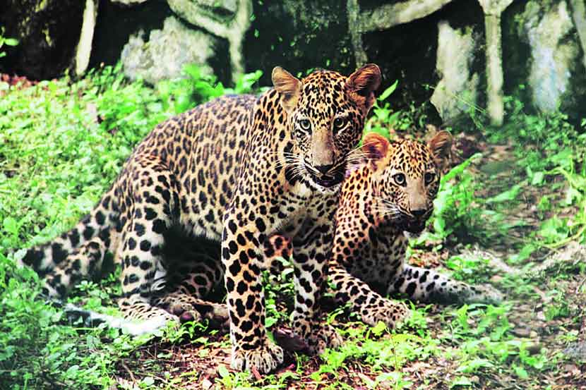 राष्ट्रीय उद्यानाच्या बचाव केंद्रात असलेले सूरज आणि तारा बिबटे.