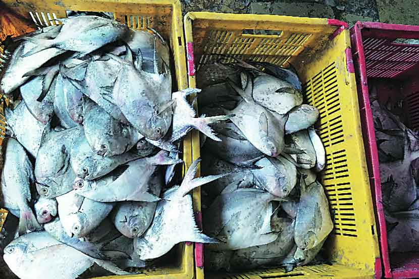 पापलेटच्या मासेमारीवर संकट