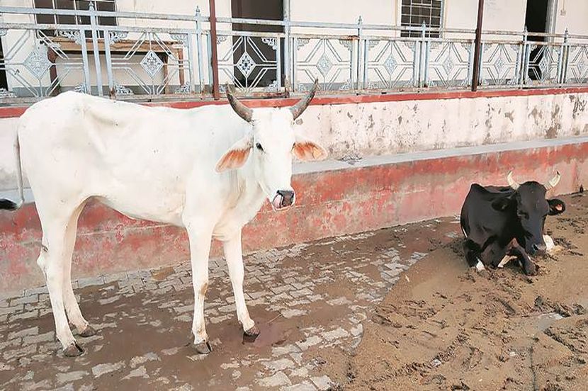 गायीला राष्ट्रमातेचा दर्जा, उत्तराखंड विधानसभेत प्रस्तावाला मंजुरी