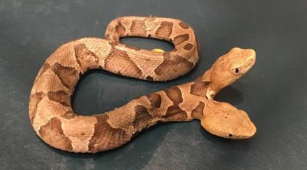 Video : दोन तोडांचा दुर्मिळ साप पाहिलात का?
