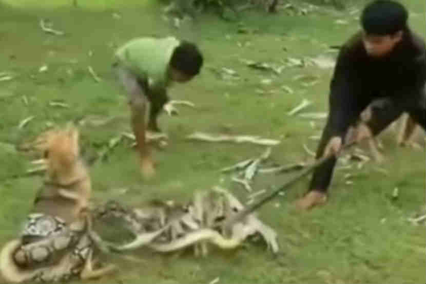 Viral Video : पाळीव कुत्र्याला वाचविण्यासाठी मुलांनी केले अजगराशी दोन हात