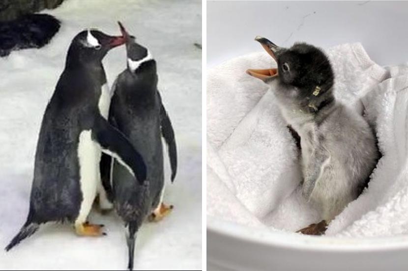 सिडनीच्या मत्सालयात जन्मलेले आणि गे पेंग्विनकडून उबवलेलं हे पहिलं अंटार्क्टिक पेंग्विनचं पिल्लू आहे. 