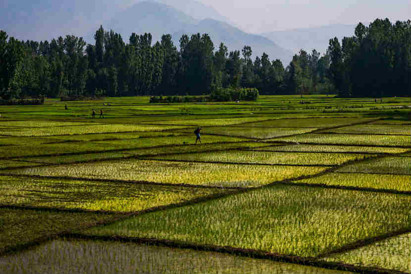 अभिमानास्पद!! सिक्कीम ठरलं जगातलं पहिलं Organic State, संयुक्त राष्ट्रांकडून बहुमान