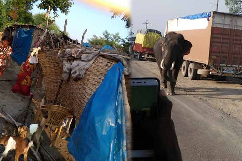 वाघिणीला जेरबंद करण्यासाठी आणलेल्या हत्तीचा हैदोस, महिलेचा मृत्यू