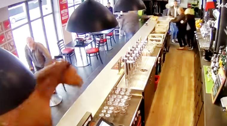 Video :…आणि घोडा थेट बारमध्येच शिरला