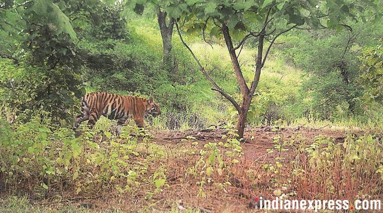 नरभक्षक वाघिणीला वनविभागाने केले ठार, दहशत संपुष्टात