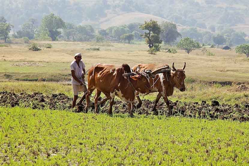 Budget 2019 : कृषी कर्जात १० टक्के वाढ होण्याची शक्यता